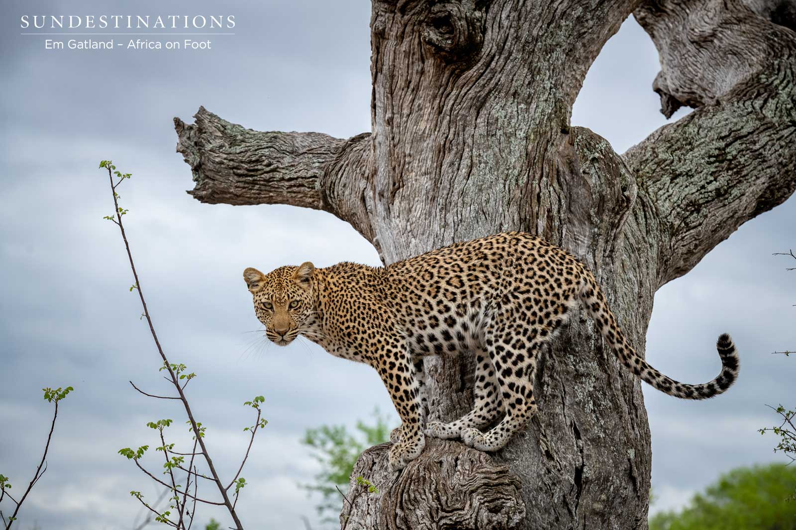 Nyeleti Africa on Foot Tree