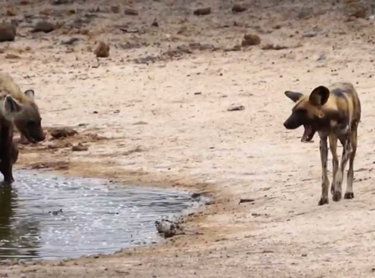 Lone hyena vs massive pack of wild dogs