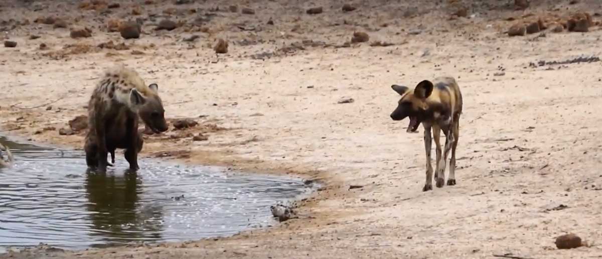 Lone hyena vs massive pack of wild dogs