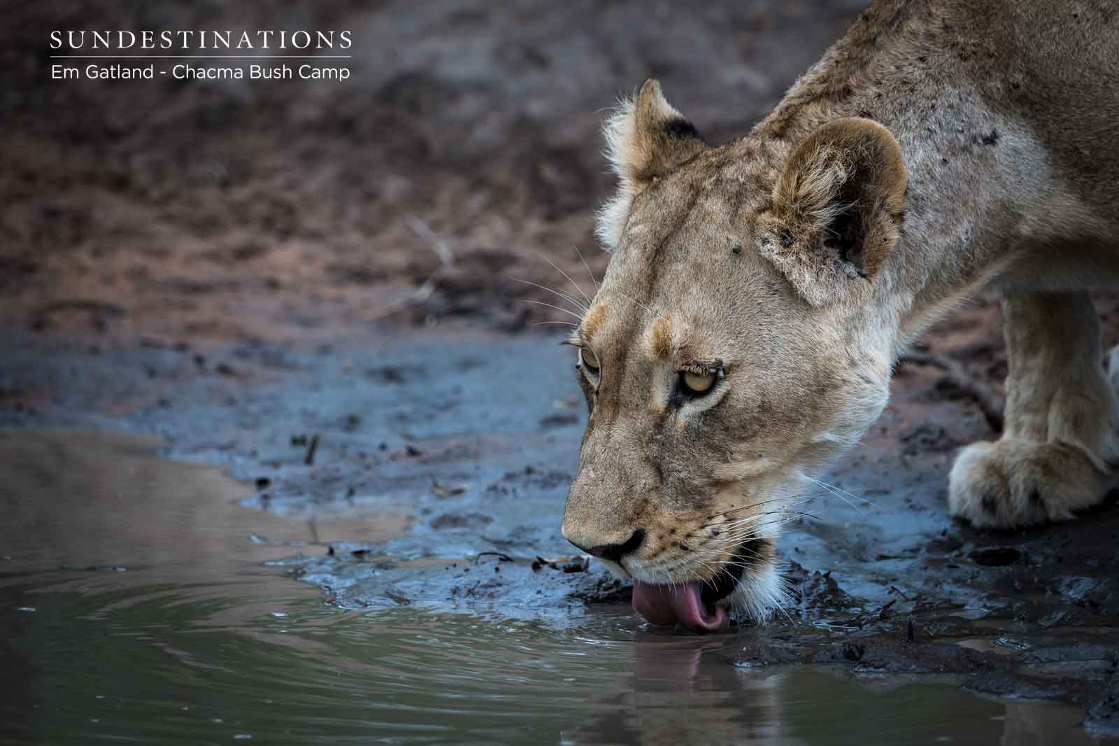 Chacma Lion Drinking