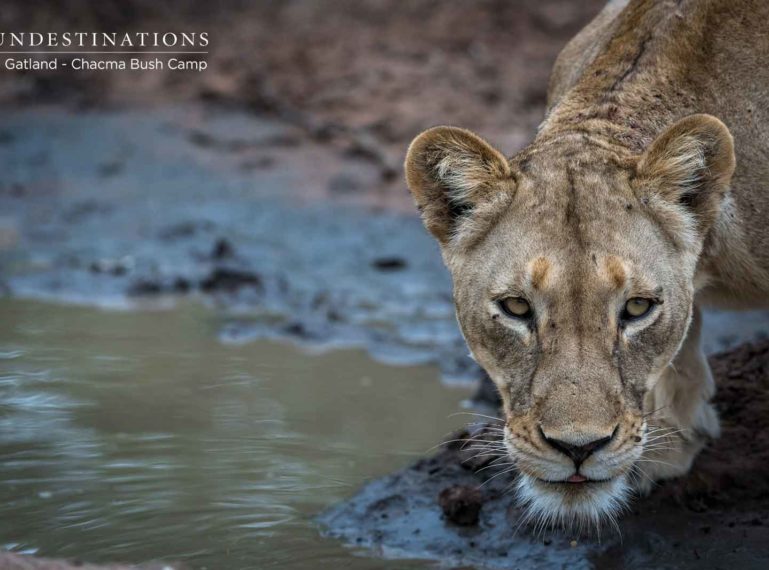 18 Lions and Cubs on a Waterbuck Kill at Chacma