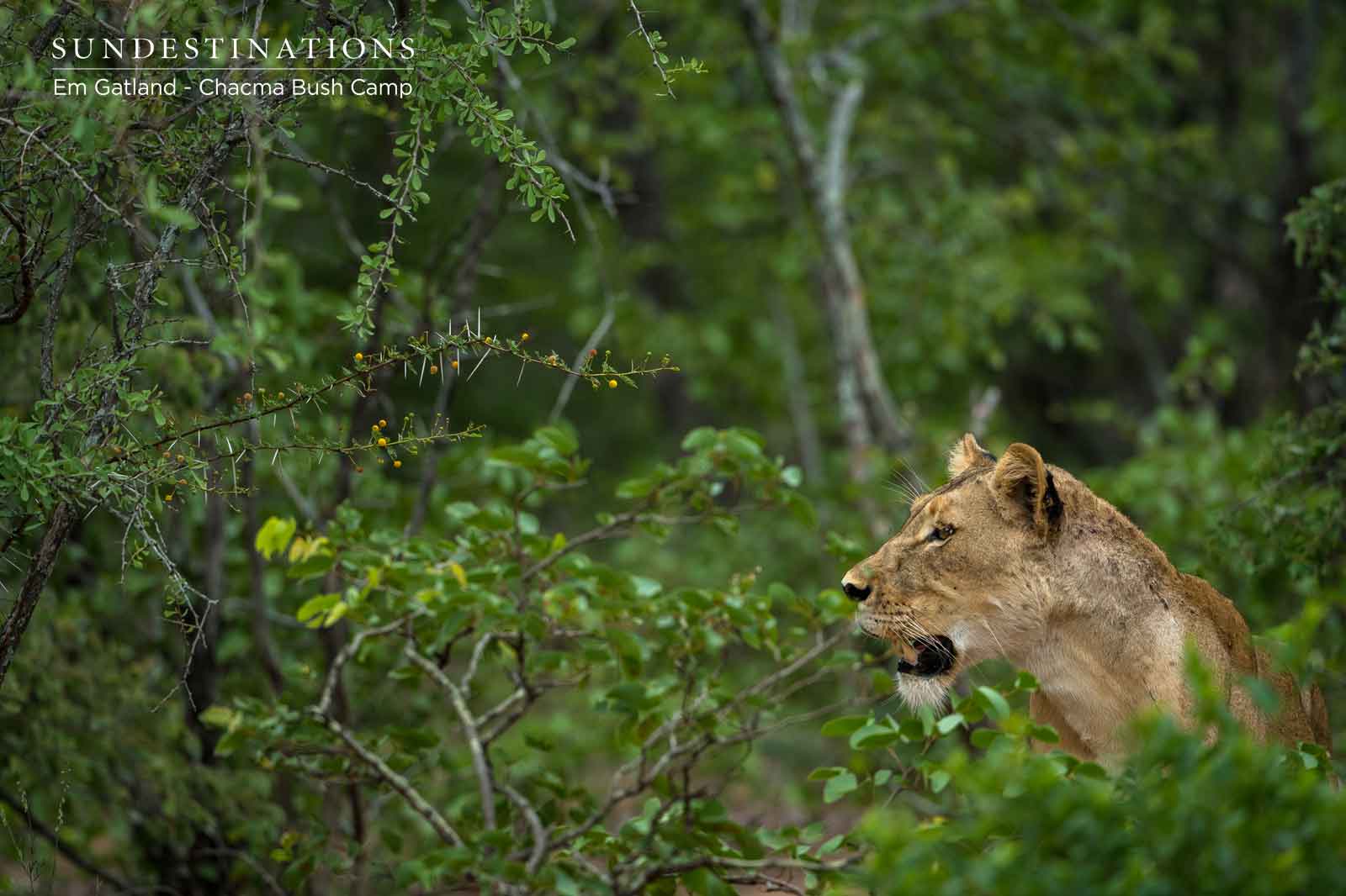 Chacma Lions After Waterbuck Kill