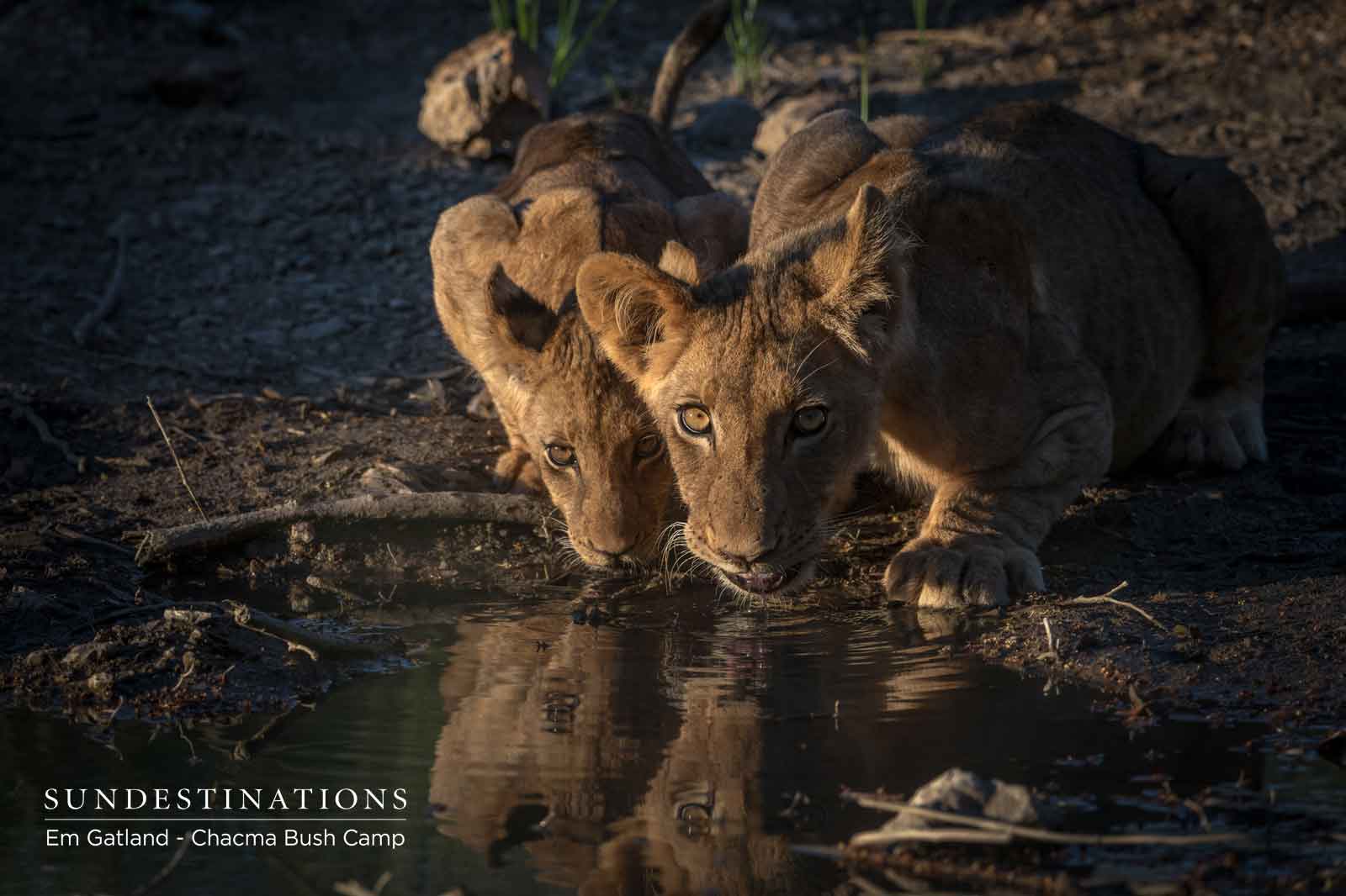 Lion Cubs at Chacma Bush Camp