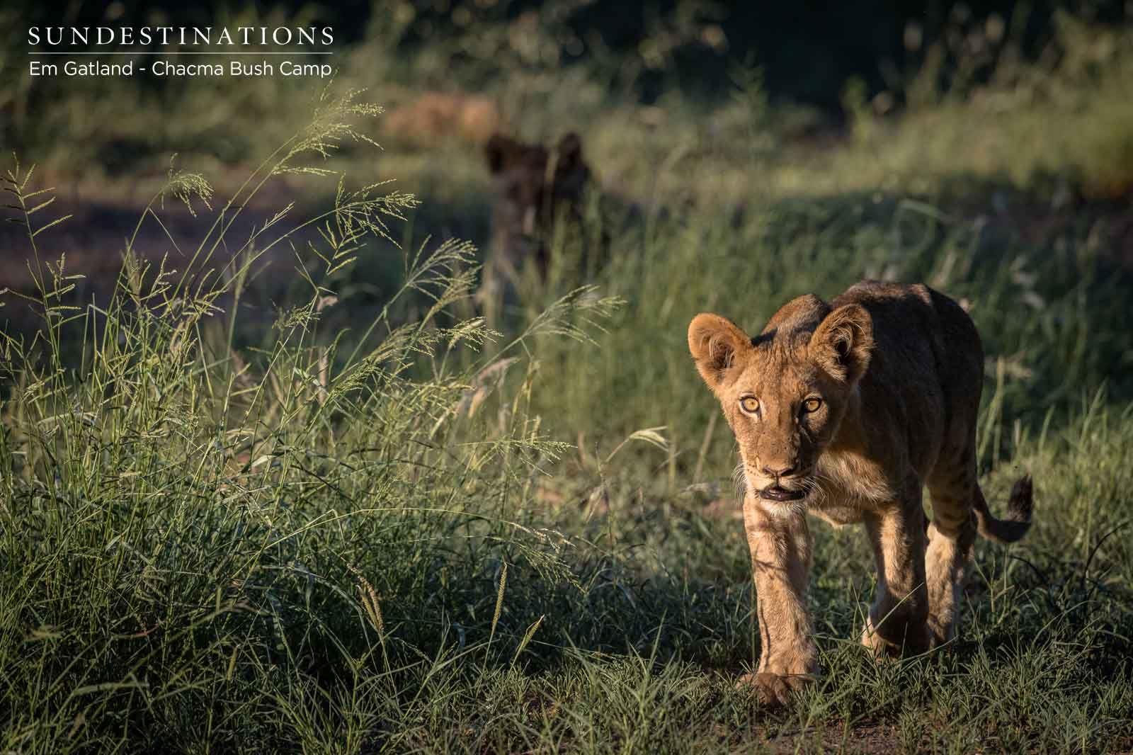 Lion Cub Stalks