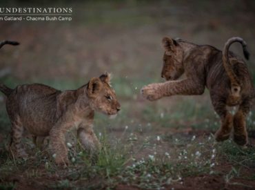 Em Gatland has flooded our folders with images of the recent lion cub sightings at Chacma Bush Camp. Of the hundreds of images of cubs, there are a handful that we’ve deemed Instagram-worthy. Let’s face it thought, most of em’s images are “Instagrammable“, but these cub images are bound to take social media by storm. […]