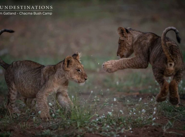 Our Top 14 Most Instagrammable Lion Cub Images from Chacma