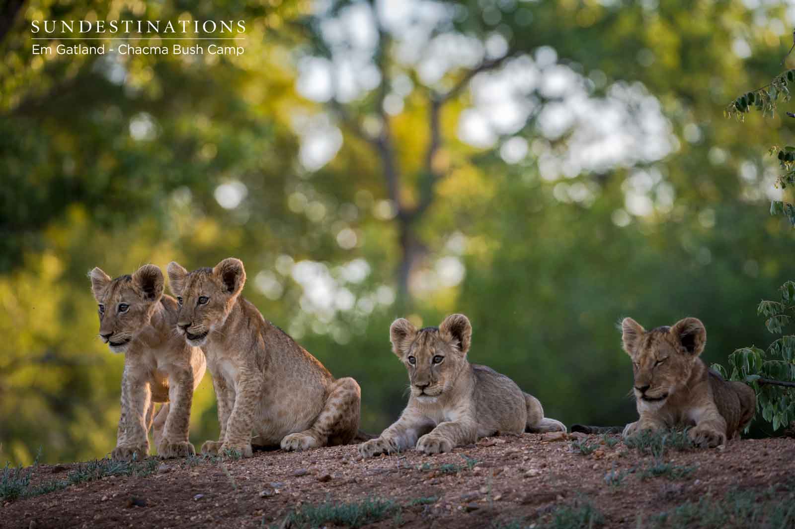 Lion Cubs at Chacma