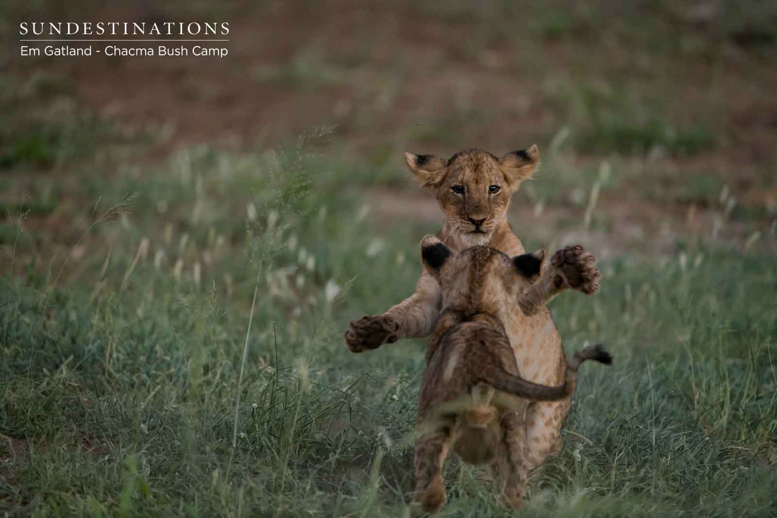 Lion Cub Fighting
