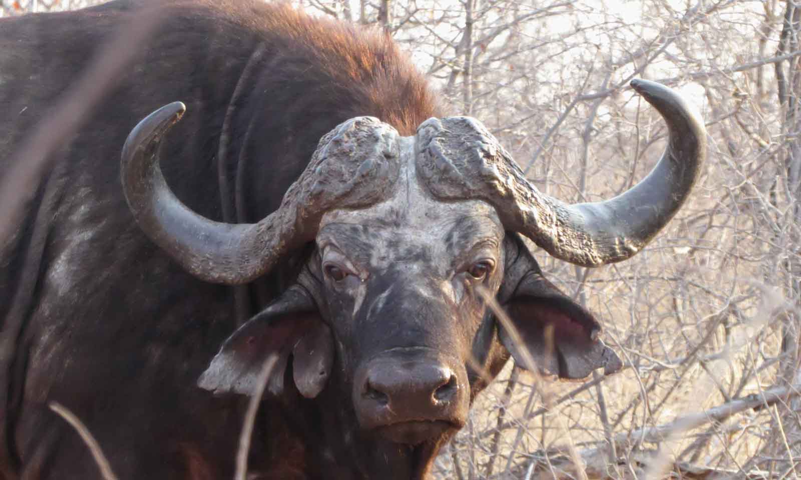 Buffalo at Nsala Safari Camp