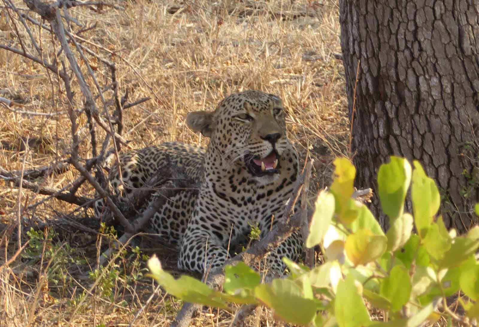 Leopard Seen at Nsala Safari Camp