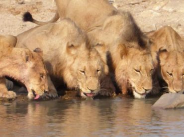 Our social media guru, Gemma, noticed that one of the Sun Destinations guests is an avid Instagrammer. Bridget Stringer enjoyed a safari sojourn in southern Africa, and uploaded plenty of images of her adventure at Nsala Safari Camp, one of our Kruger properties. Her game viewing was exceptional. From lions to wild dogs, and vultures framed […]