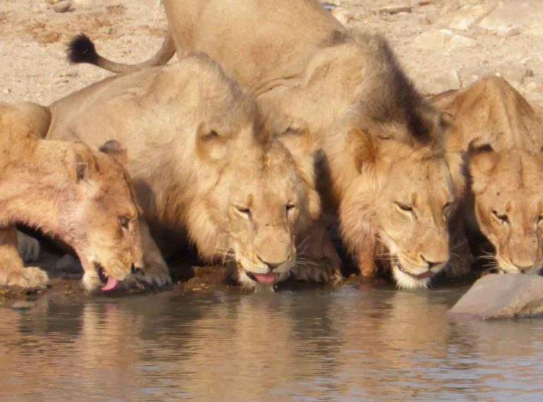 #GuestSafariReview : Nsala Safari Camp a Firm Favourite