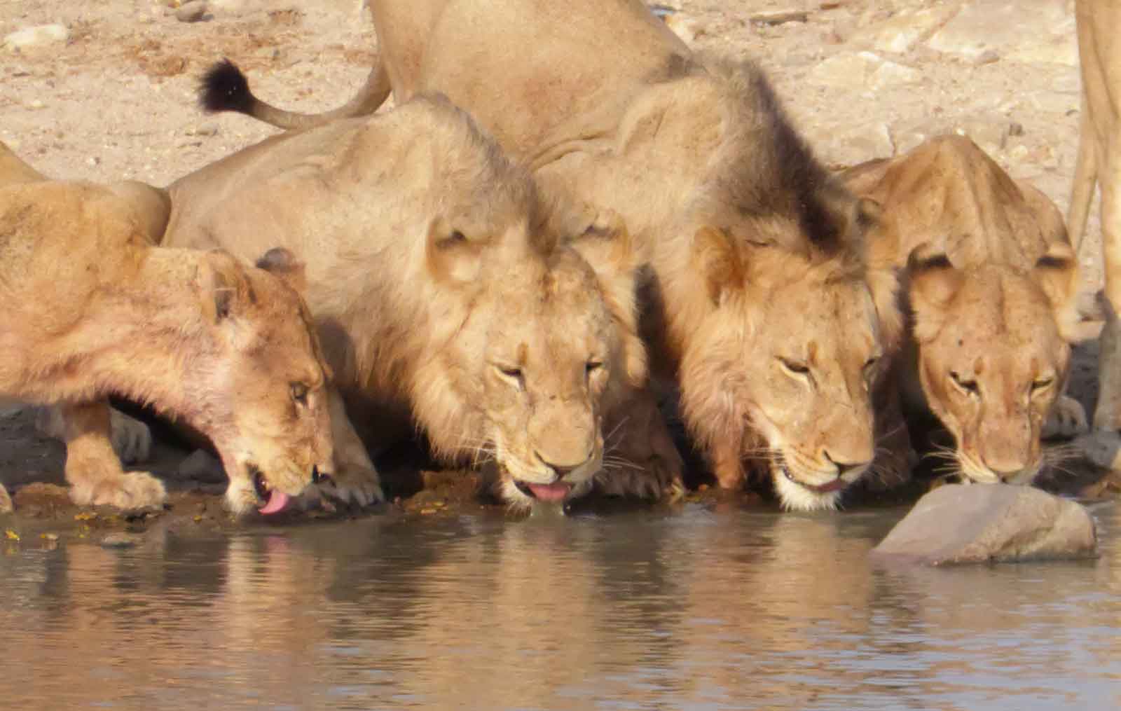 Nsala Waterhole Lions Drinking