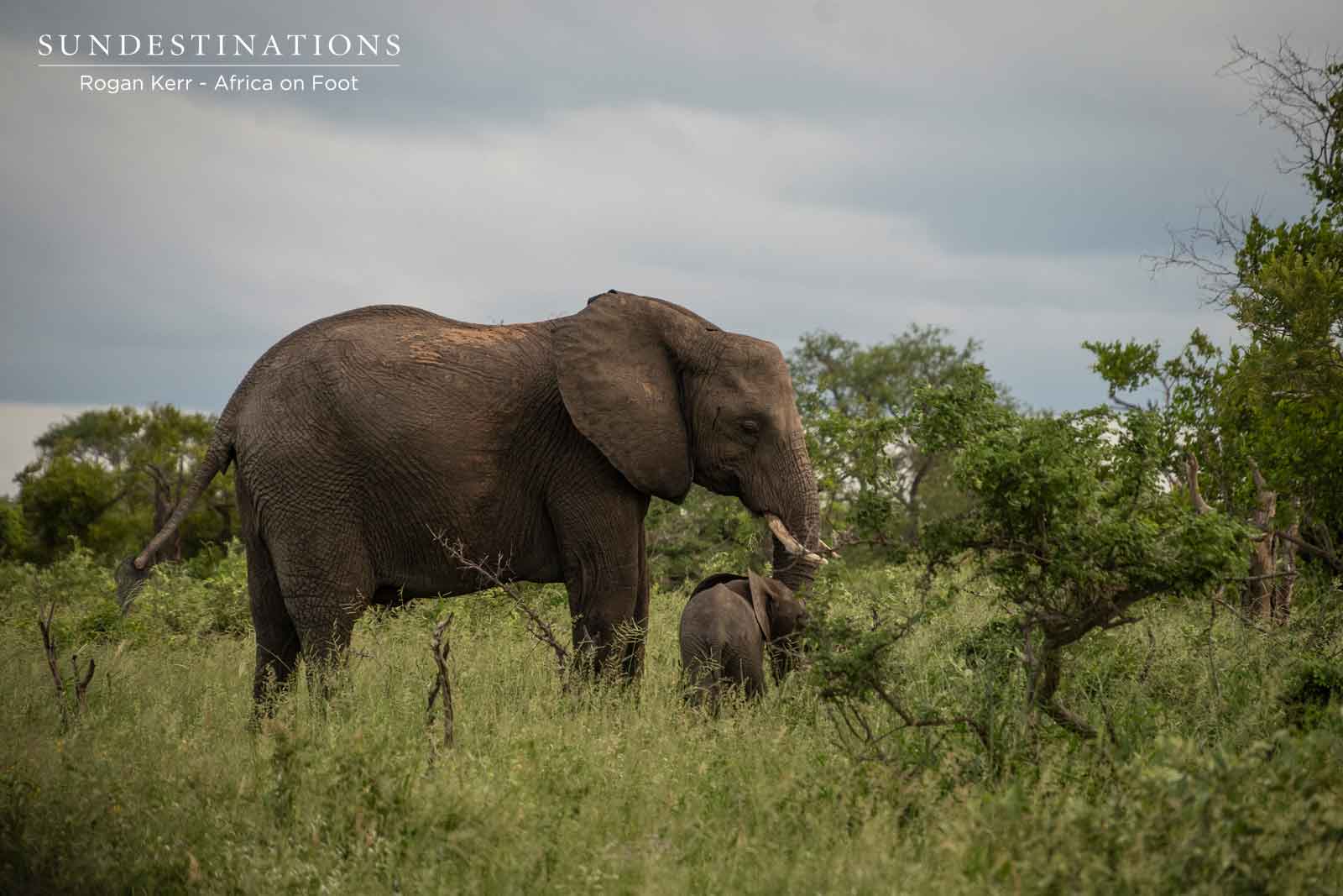 Elephant with Young