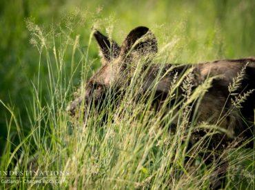 The safari industry refers to the summer season in Kruger as “emerald season”, and for good reason. When the rains pelt down and smother the dry landscape with water, the bushveld awakens from its drab slumber. Those bland branches give birth to plush greenery, and migrant birds flock to the region for its ample supply […]
