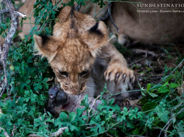 Lion cubs face a high mortality rate in the wild and are completely helpless when born, relying on their mother for nutrition and protection. Lionesses stash their cubs in den sites for the first few months of their life, ensuring they are protected from plundering scavengers and revengeful testosterone fuelled male lions seeking to take over […]