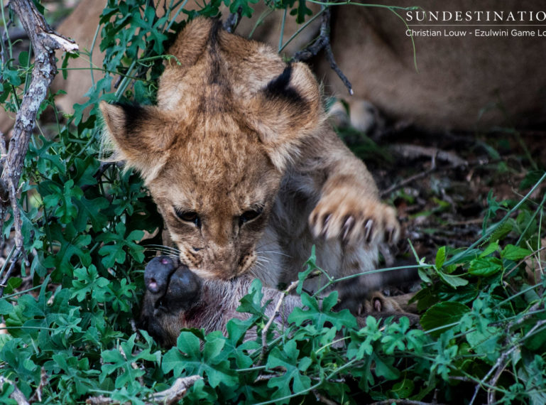 The Week in Pictures : Lion Cubs and Pouncing Predators