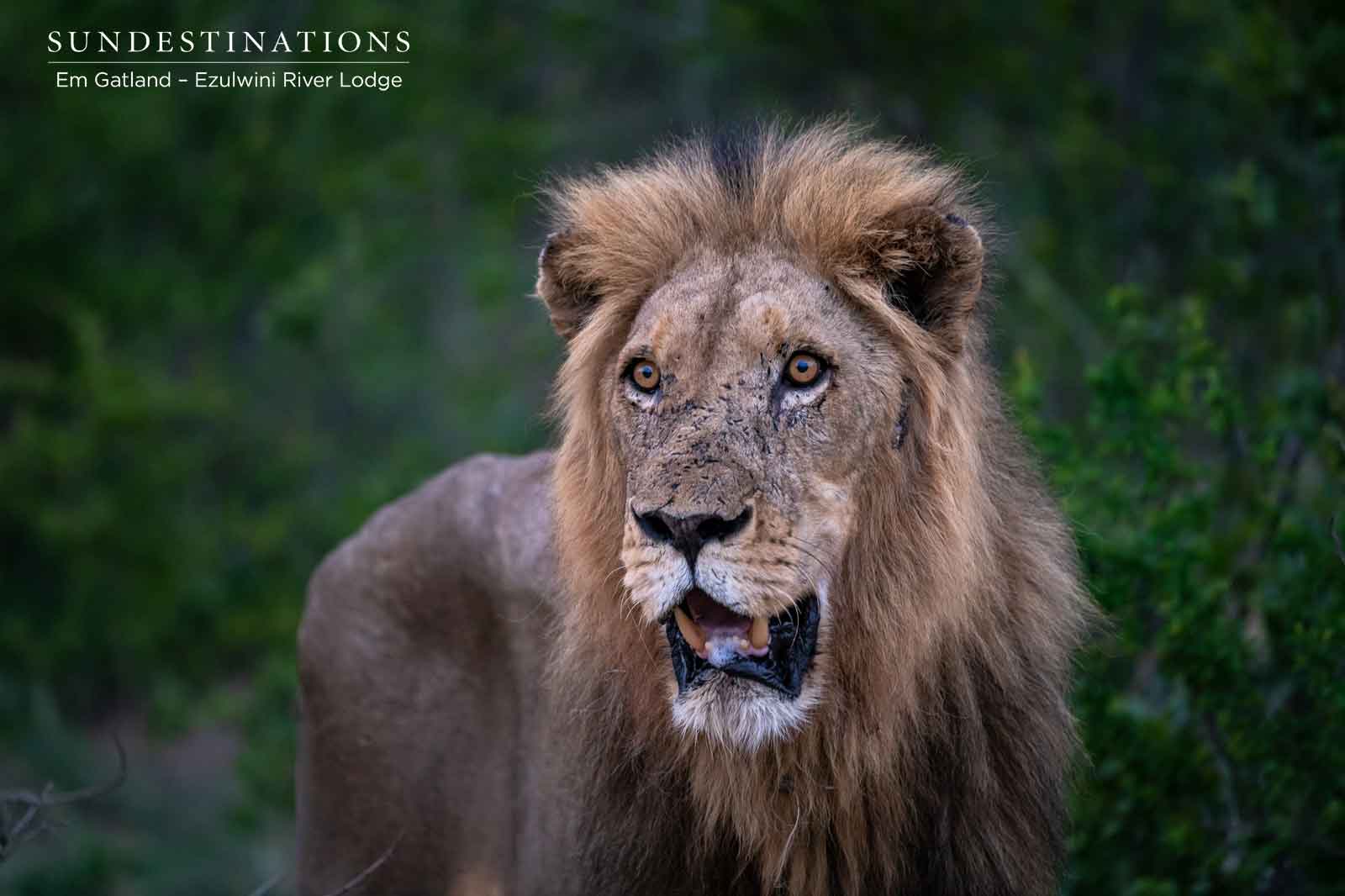 Machaton Male Lion 