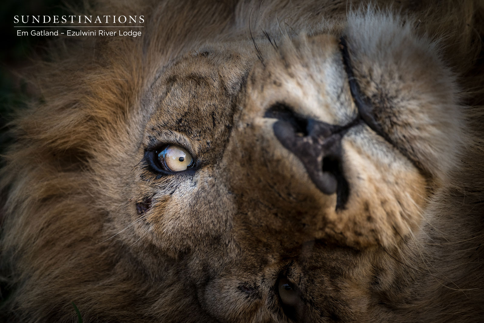 Machaton Male Lions