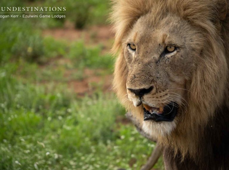 The Strapping Machaton Lions of Ezulwini Game Lodges