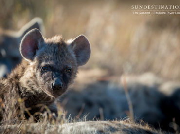 We blame playwright and literary genius Hemingway for the bad press bestowed upon spotted hyenas. His unfounded fear and clear disregard for our unique crocuta crocuta species deserves more than a few eye rolls from our side. It’s not only that hyenas were branded shameful demonic beasts in the classics, but in African and Persian folklore […]