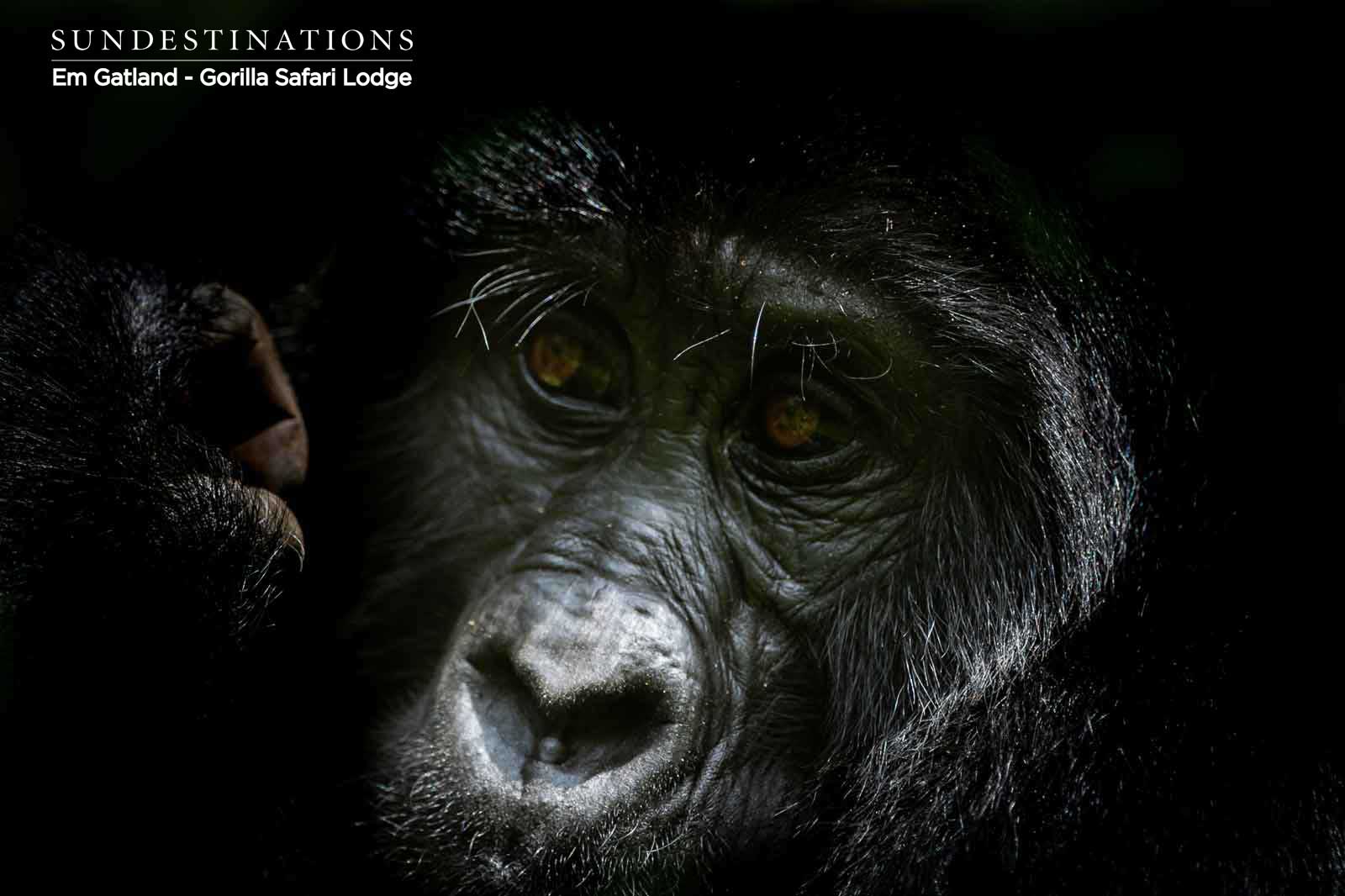 Portrait of Gorilla