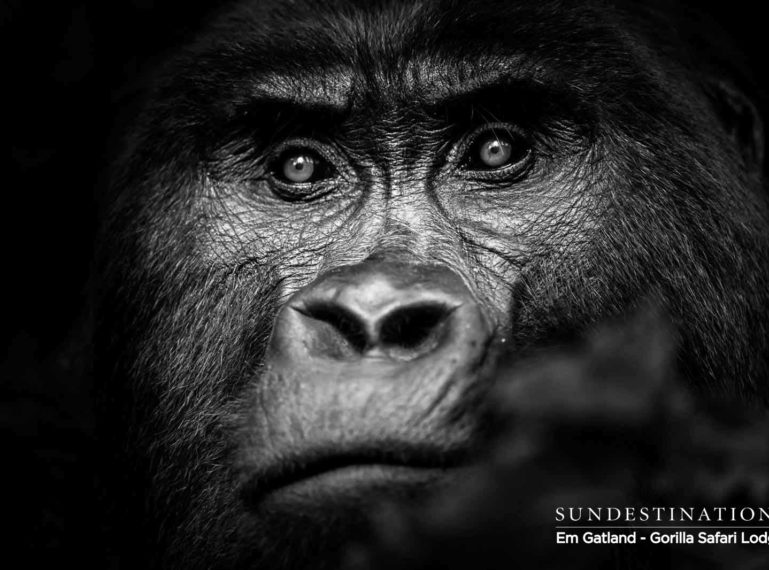 Gorilla Portraits from Trekking in Bwindi Impenetrable Forest 