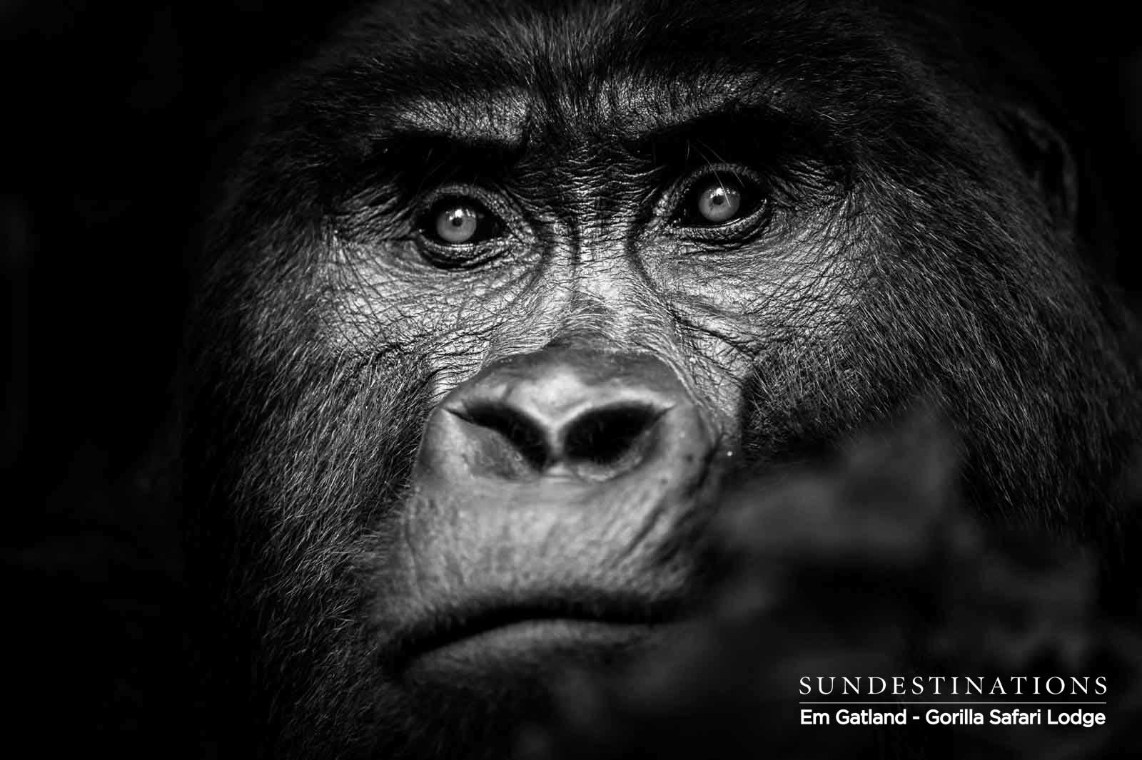 Gorilla Safari Lodge Portrait