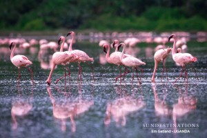 Queen Elizabeth Flamingo Vlei