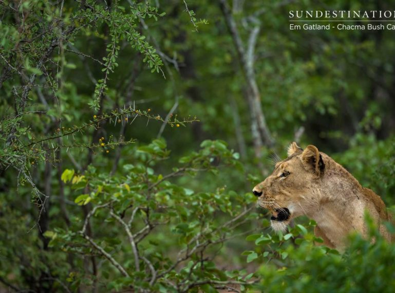 The Week in Pictures : A Mixology of Sightings