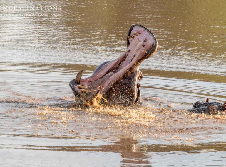 The Week in Pictures : Elephants Gorge on Marula Fruits