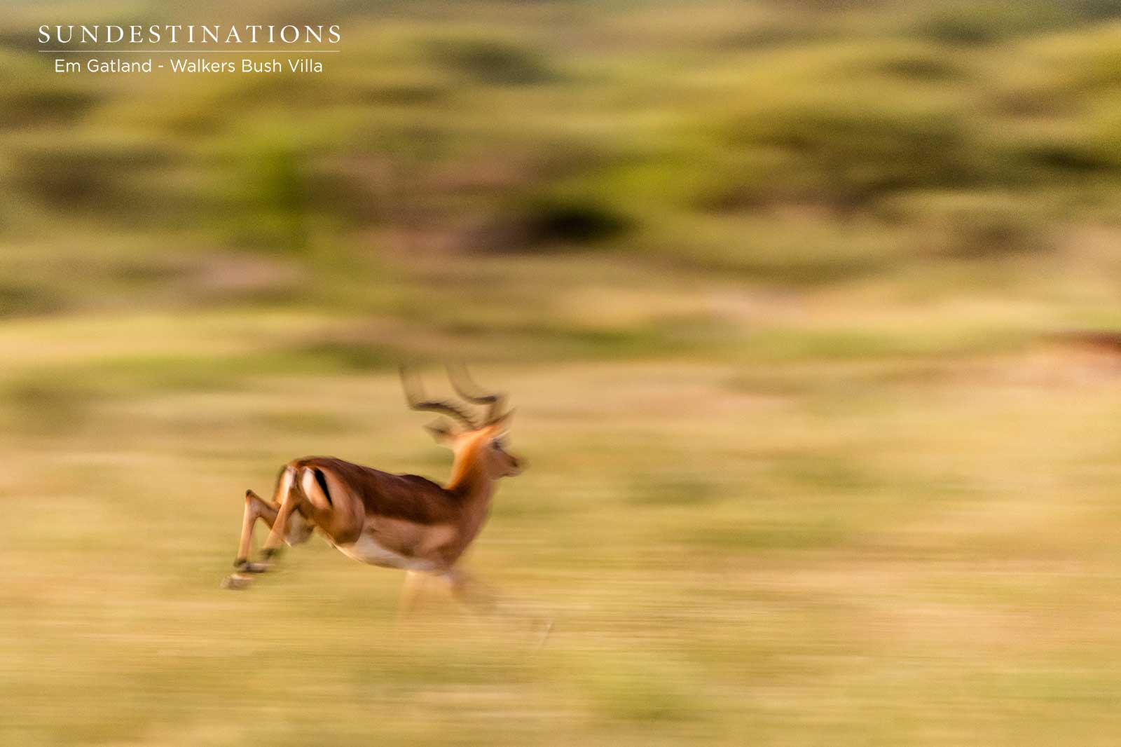 Impala on the Move - Walkers