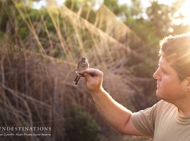 Bird-ringing Conservation Activity at Roam Private Game Reserve