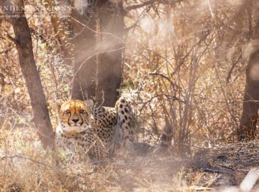 Almost a year ago a coalition of slender male cheetah were released into Roam Private Game Reserve. The Endangered Wildlife Trust (EWT) and the team from Roam decided to re-introduce cheetah into an area that once formed part of their historic range. The current coalition have adapted well to their environment, and are in perfect condition. Last […]