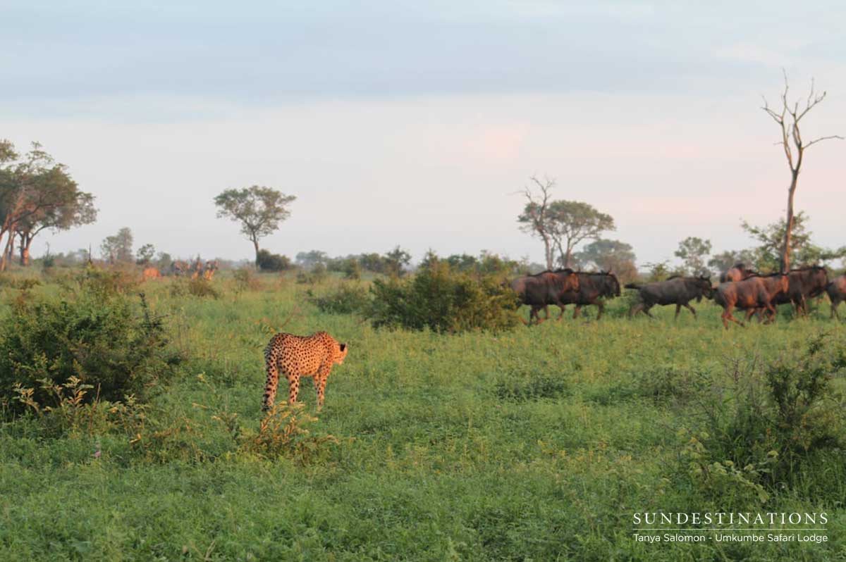 Cheetah at Umkumbe