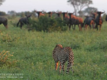 Exuding grace, finesse and exhibiting lightning speed; the cheetah is an elegant solitary cat that differs greatly from its big cat counterparts. This spotted cat doesn’t possess the strength of lions and leopards, and is (technically) classed as a diurnal hunter. While leopards and lions thrive under the cover of darkness, cheetah prefer to grab […]