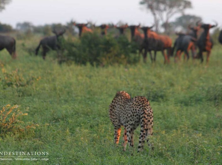 Cheetah Youngsters Attempt to Take Down a Wildebeest