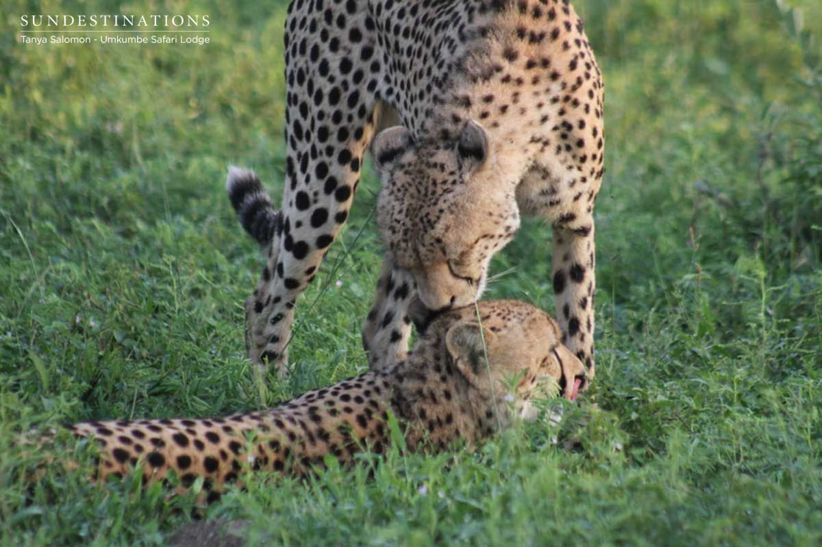 Cheetah Siblings at Umkumbe
