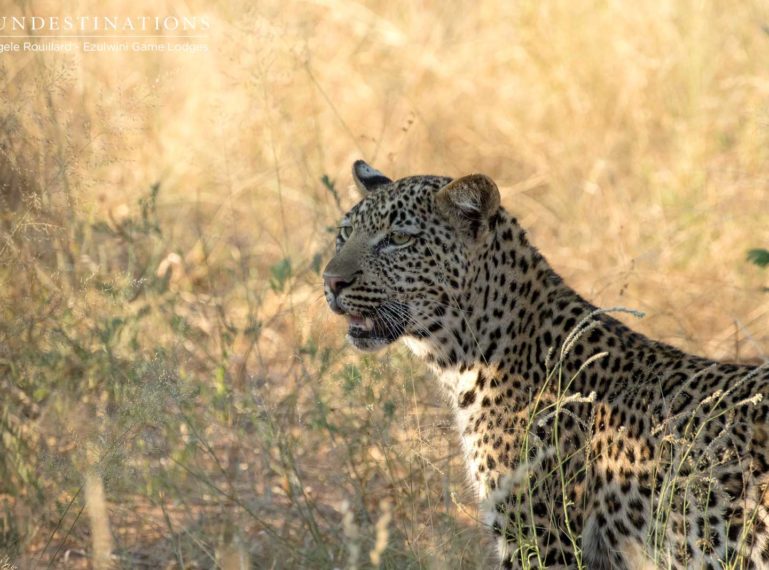 Ezulwini Leopard Catch-up : Independent Cub Steals the Show