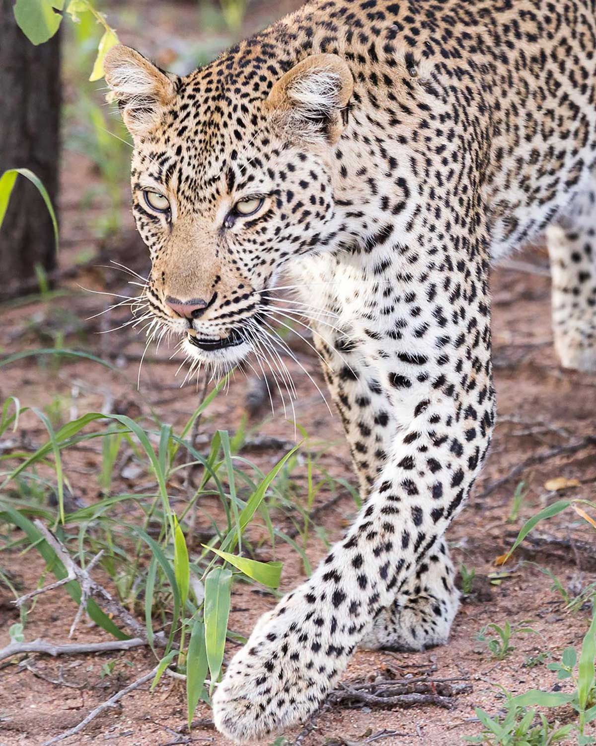 Leopard in the Klaserie Private Nature Reserve
