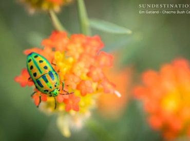 Using your purpose-built macro lens to capture minute detail on your chosen subject, is a rather absorbing activity. The results of macro photography can be captivating, and the final product introduces the viewer to abstract and exquisite detail not capable of being seen with the human eye. With the advent of digital photography, photographer’s are now […]