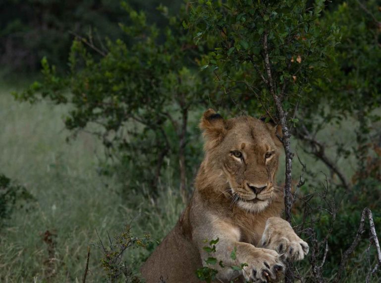 Mauritz Chats About the Recent Lion Sightings in the Klaserie