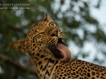 We’ve been a bit delayed with our launch of this week’s “Week in Pictures”, but we’re sure our photographer’s mesmerising images will more than make up for our tardiness. Yet again we’ve enjoyed a veritable feast of sightings. From leopard kills to herbivores gorging on greens, and lion cubs practicing their take-down techniques; we’ve witnessed […]