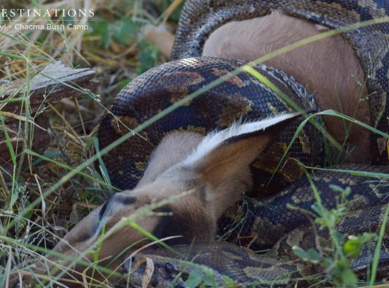 AD Van Zyl Photographs an African Rock Python Devouring an Impala