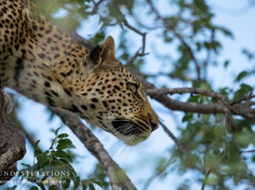 Hyenas have a particularly brutal method of taking down prey, and it’s a far cry from the finesse of the feline species. A kill from a cat is swift and far less prolonged than a hyena’s method of take down. Hyenas aren’t just awkward looking scrounging scavengers – they are actually proficient hunters and ultimately one […]