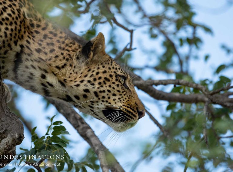 Hyenas Take Down Kudu. Leopard Comes to Investigate.