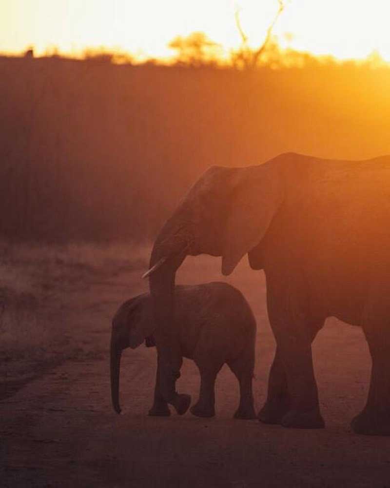 Elephants at Nsala Safari Camp
