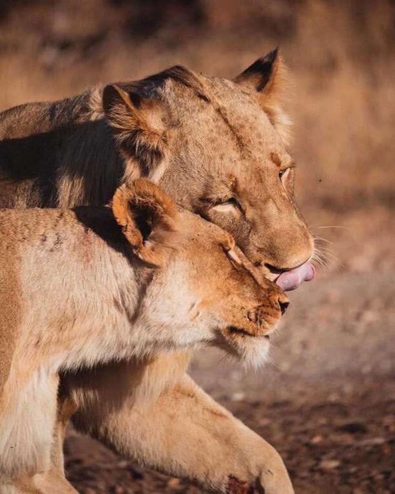 Lion Love at Nsala Safari Camp