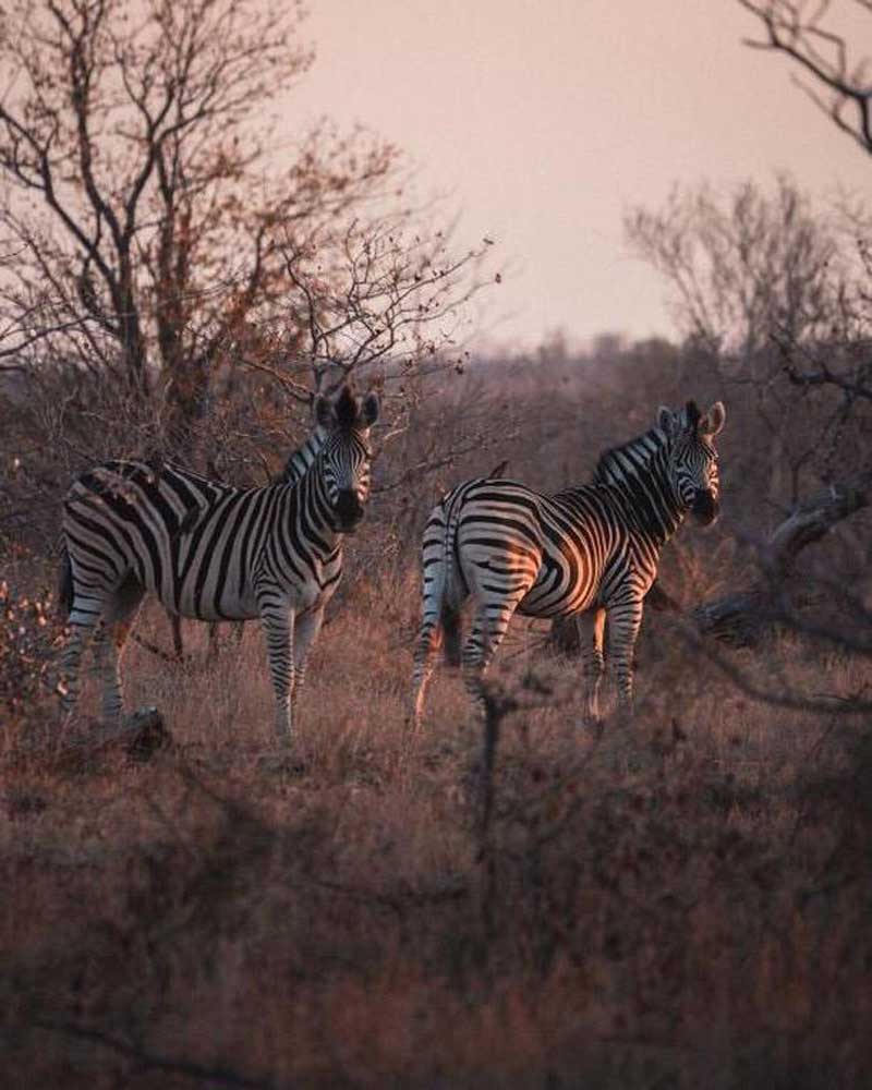 Zebra at Nsala Safari Camp