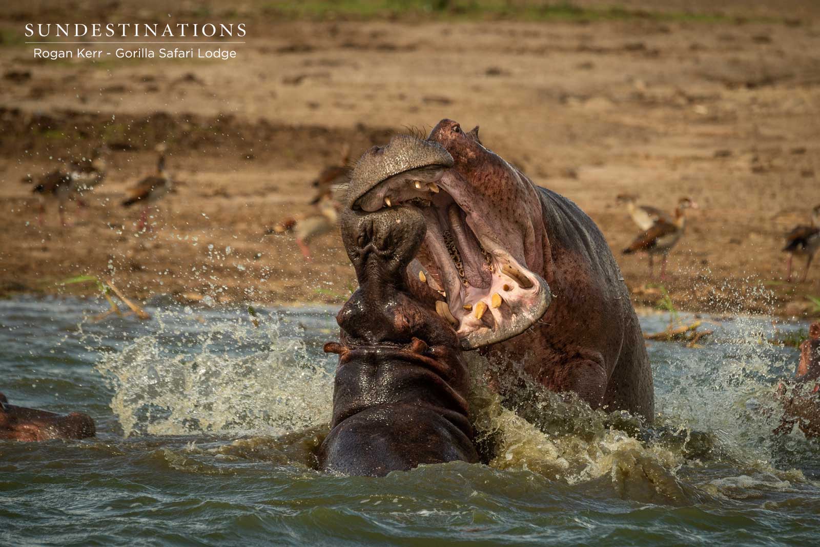 Hippos in Queen Elizabeth National Park